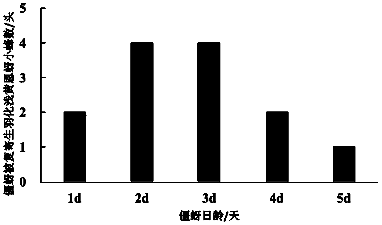 Method for breeding male encarsia sophia by using trioxysrietschel