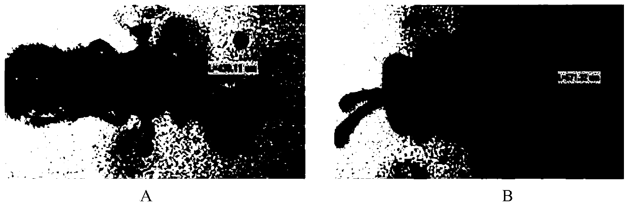 Method for breeding male encarsia sophia by using trioxysrietschel