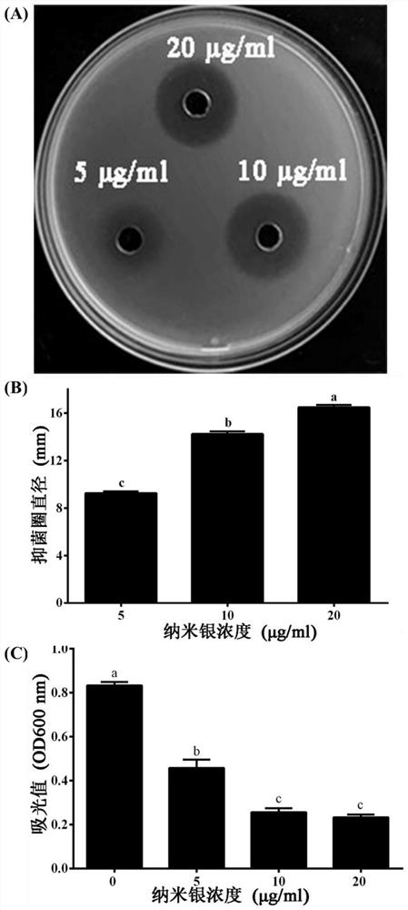 Method for preparing nano-silver particles by utilizing burdock root extracting solution, product and application