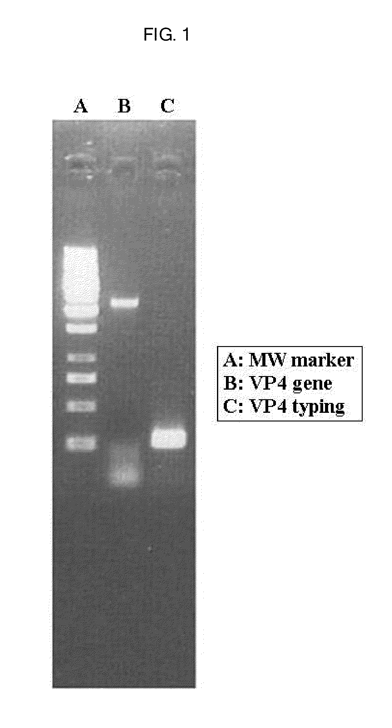 Human rotavirus and vaccine composition comprising same