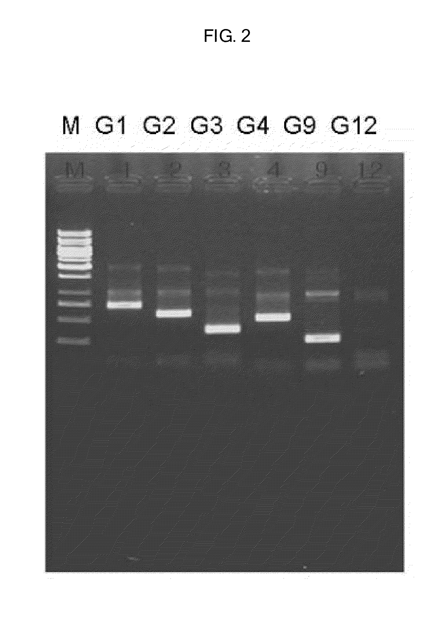 Human rotavirus and vaccine composition comprising same