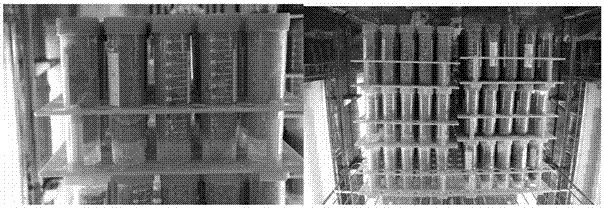 Artificial breeding method of monochamus alternatus