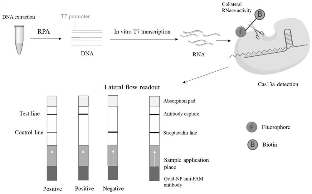 RPA specific primer pair for detecting ALV-A/B/J, crRNA fragment and application thereof