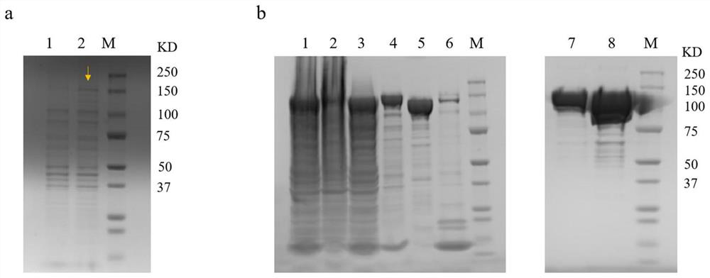 RPA specific primer pair for detecting ALV-A/B/J, crRNA fragment and application thereof