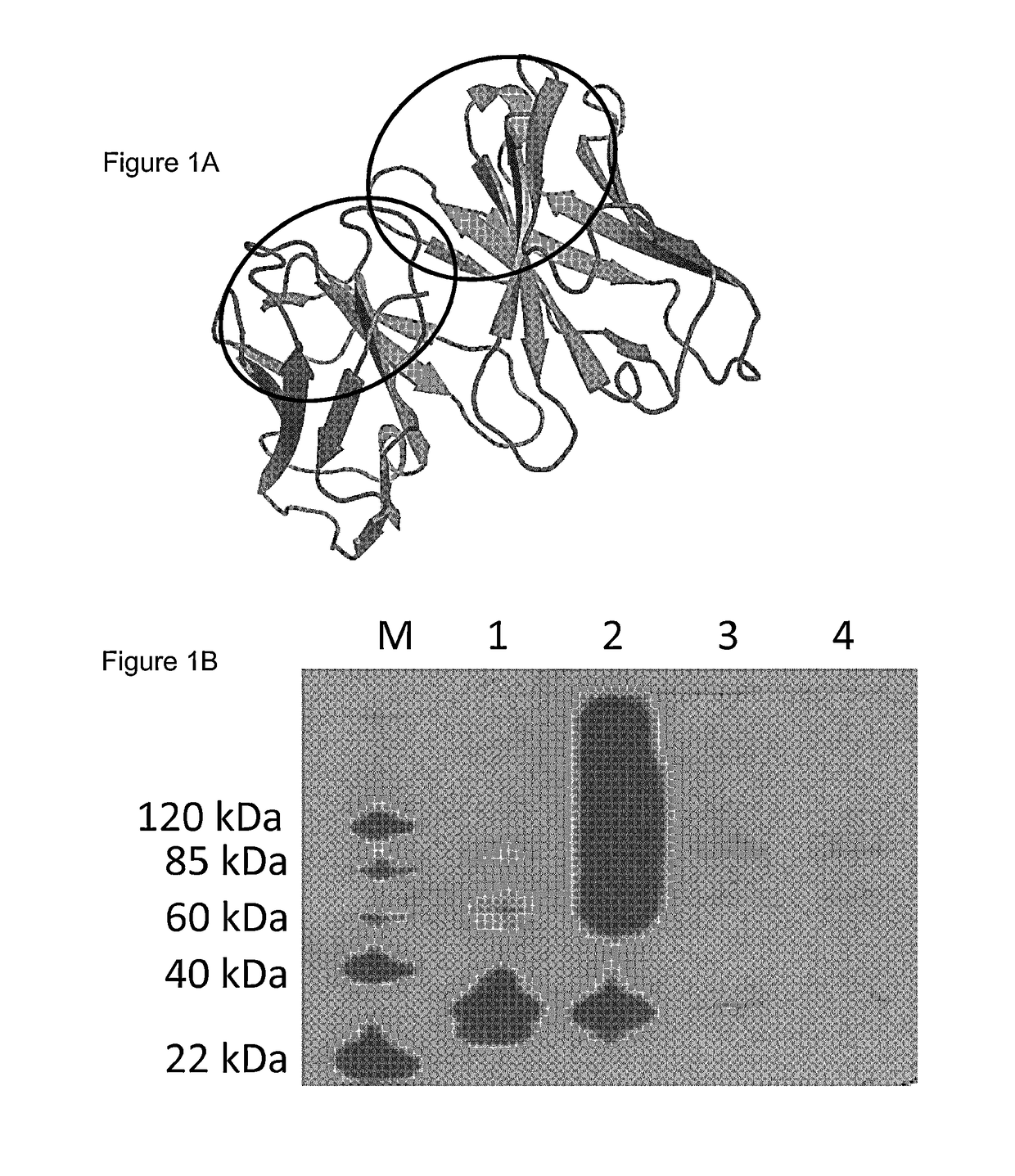 Dual targeting of tafi and pai-1