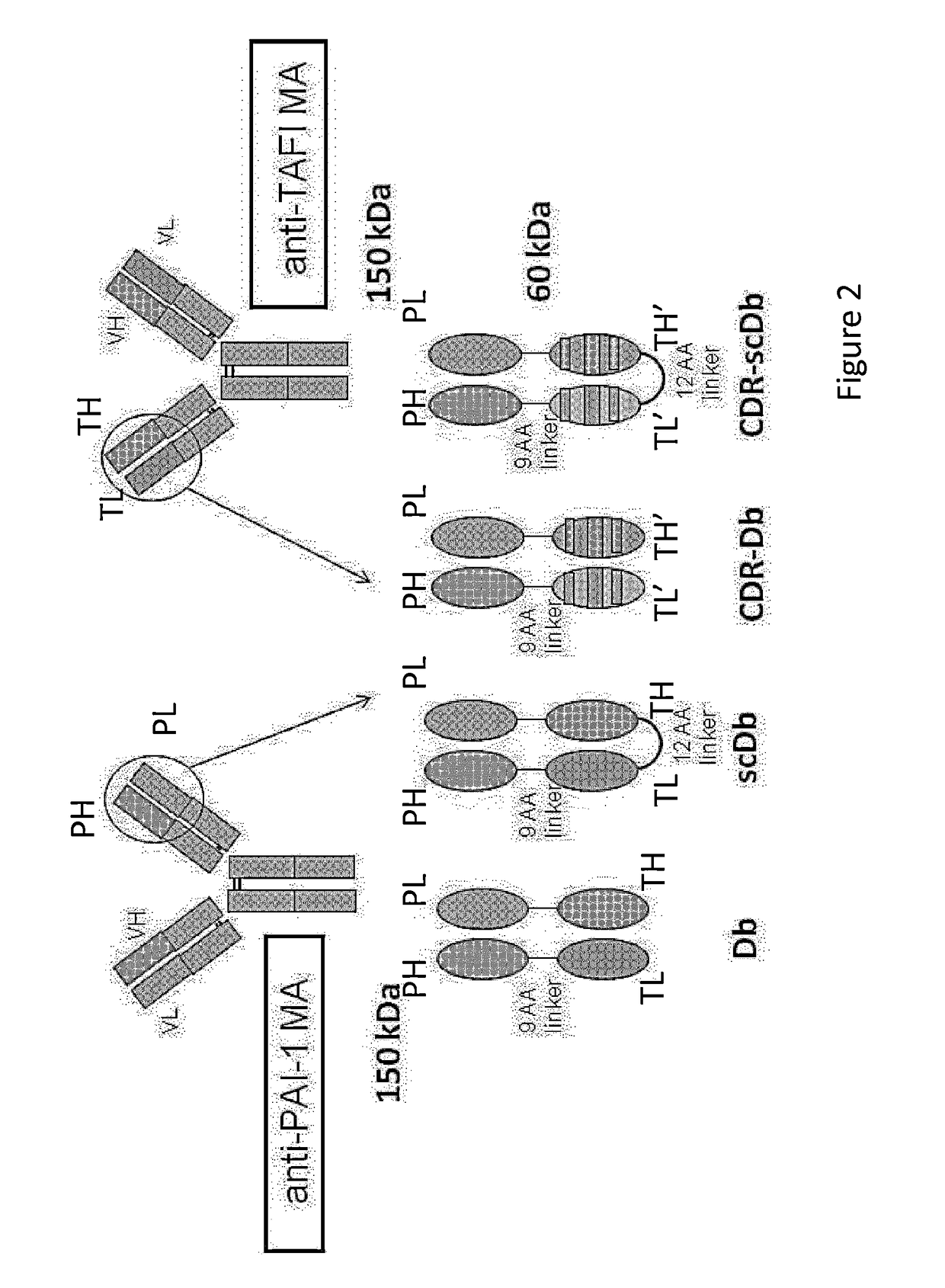 Dual targeting of tafi and pai-1