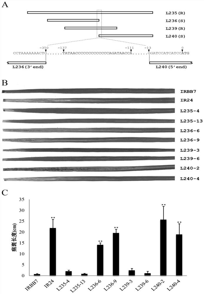 Rice bacterial leaf blight resistant protein, and coding gene and application thereof