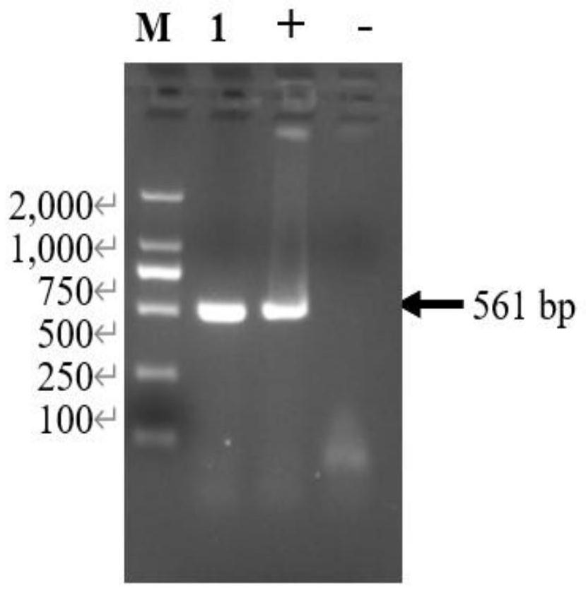 Serum 4 type aviadenovirus reverse genetic vaccine strain rHN20 as well as construction method and application thereof