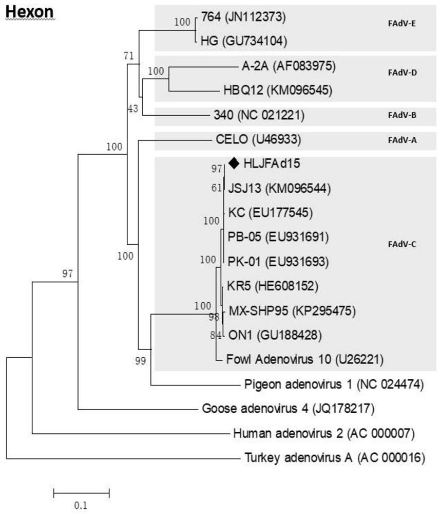 Serum 4 type aviadenovirus reverse genetic vaccine strain rHN20 as well as construction method and application thereof