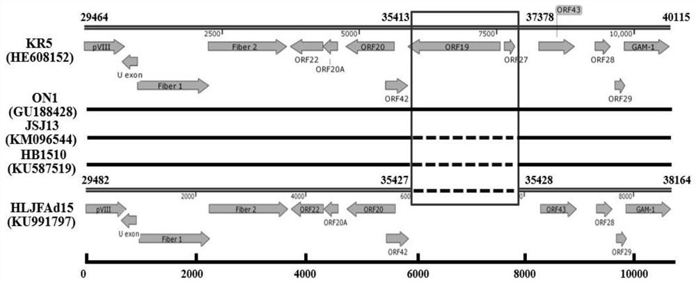 Serum 4 type aviadenovirus reverse genetic vaccine strain rHN20 as well as construction method and application thereof