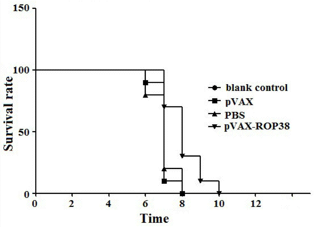 Vaccine for prevention of toxoplasma infection as well as preparation method and application of vaccine