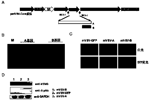 MVSV virus vector and its virus vector vaccine, a novel coronavirus pneumonia vaccine based on MVSV