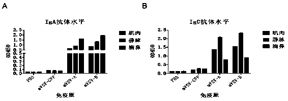 MVSV virus vector and its virus vector vaccine, a novel coronavirus pneumonia vaccine based on MVSV