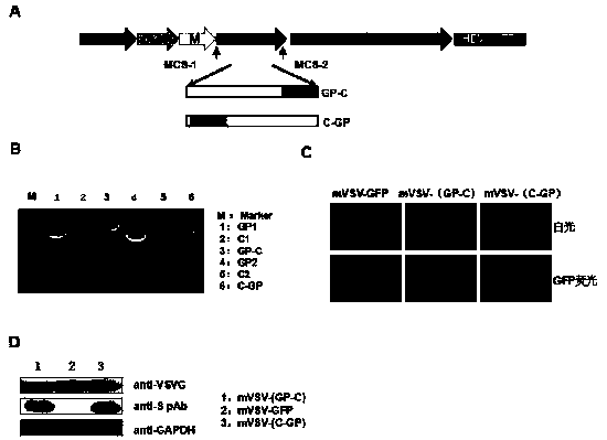 MVSV virus vector and its virus vector vaccine, a novel coronavirus pneumonia vaccine based on MVSV