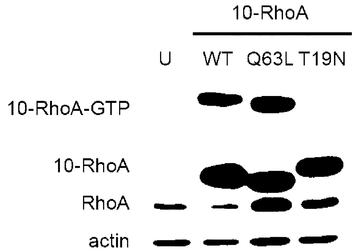 Methods and kits for detecting protein-protein interactions