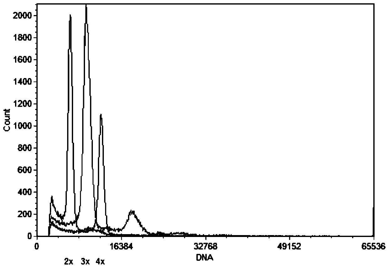 Method for creating triploid rice through combination of hybridization and embryo rescue