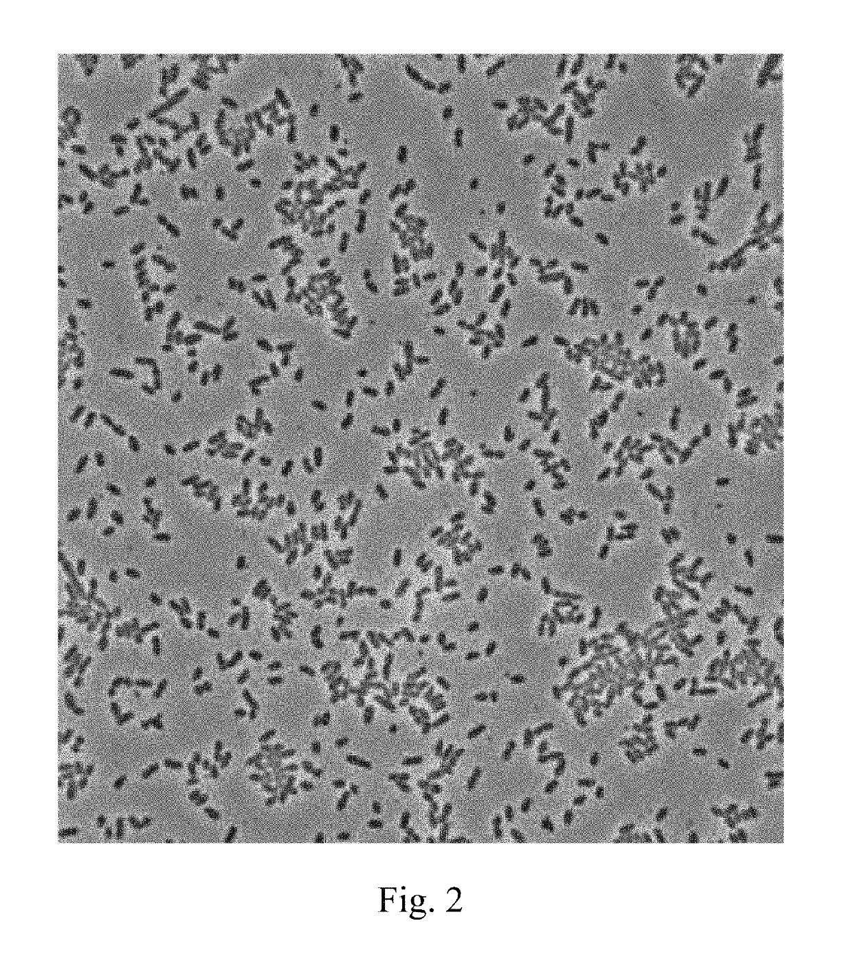 Lactic acid bacteria and use thereof