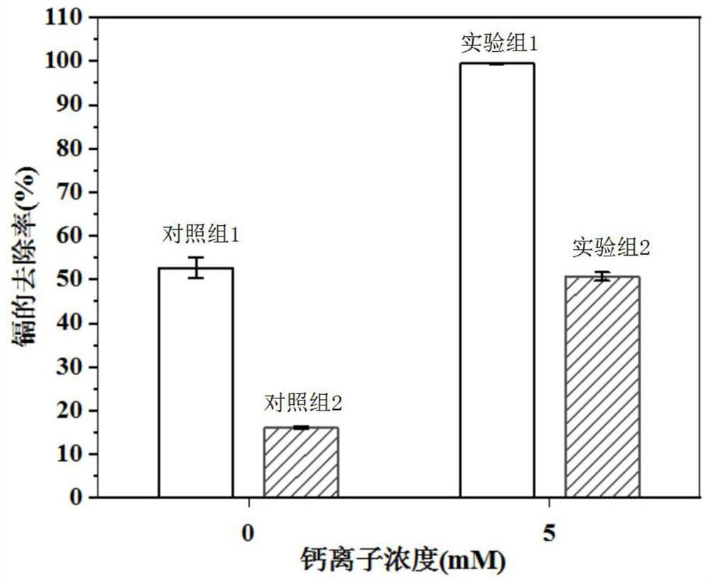 Method for treating high-concentration cadmium pollution through calcium-enhanced microorganism mineralization and combined phytoremediation