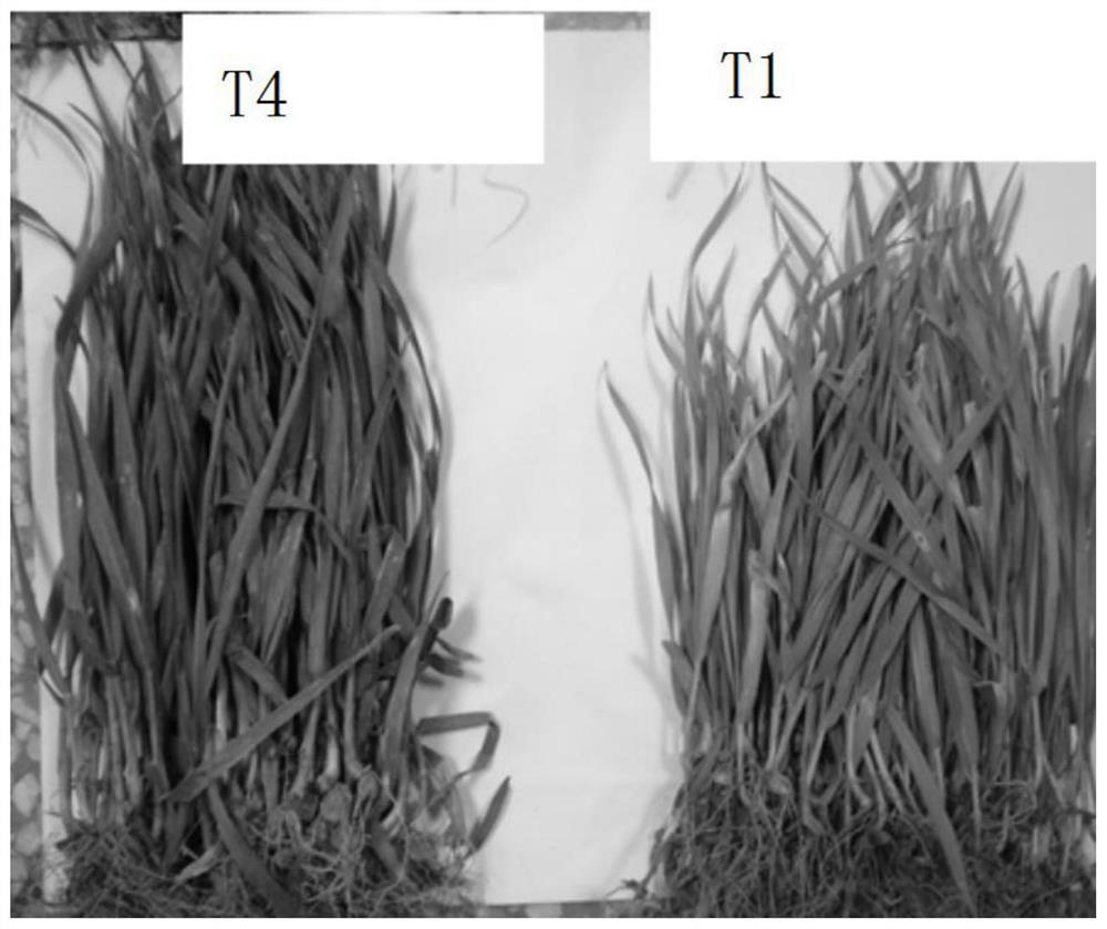 Method for treating high-concentration cadmium pollution through calcium-enhanced microorganism mineralization and combined phytoremediation