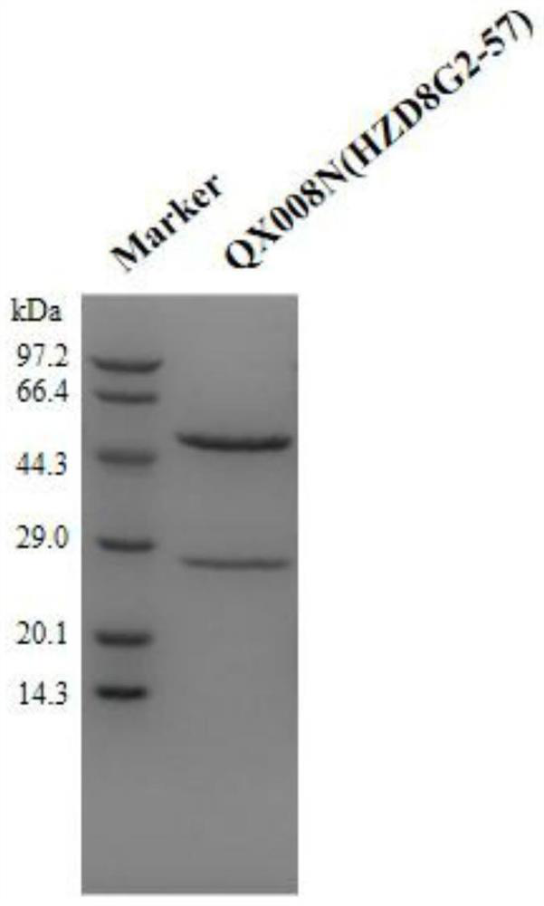 A kind of preparation method of anti-human thymus stromal lymphopoietin (tslp) monoclonal antibody concentrated solution