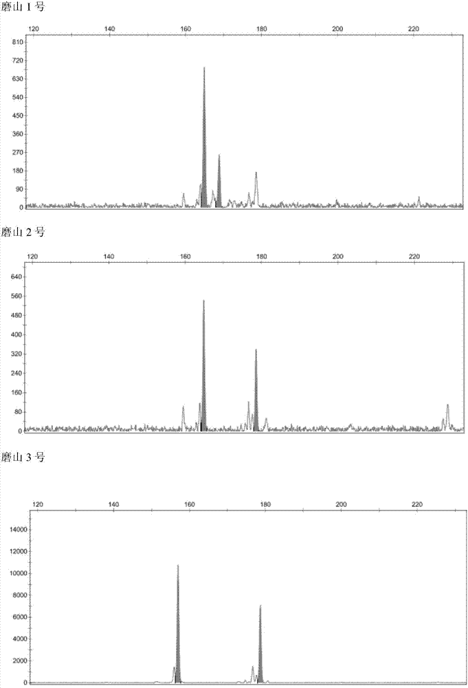 Molecular marker primers for identification of Moshan series of male cultivars of kiwi fruits and application thereof