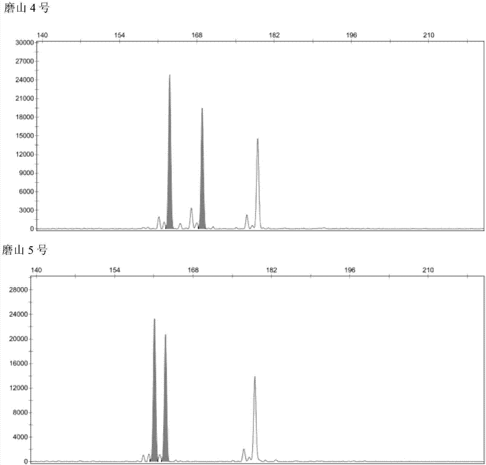 Molecular marker primers for identification of Moshan series of male cultivars of kiwi fruits and application thereof