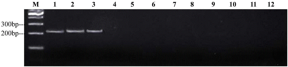 PCR (polymerase chain reaction) detection primers for fusarium verticillioide, kit containing primers and application