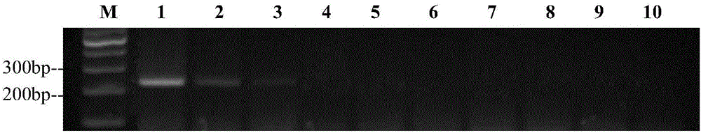 PCR (polymerase chain reaction) detection primers for fusarium verticillioide, kit containing primers and application