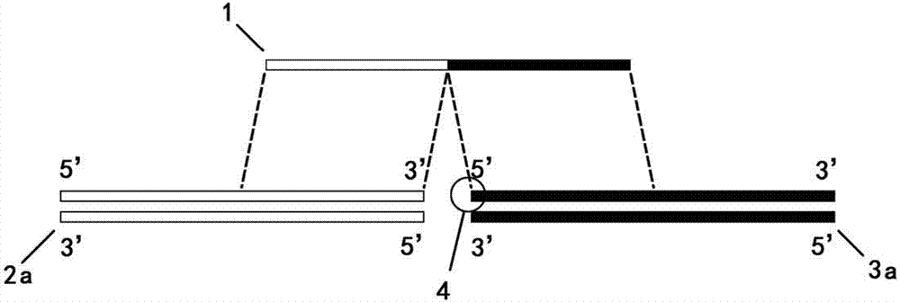 Efficient directional seamless DNA (deoxyribonucleic acid) segment connecting method