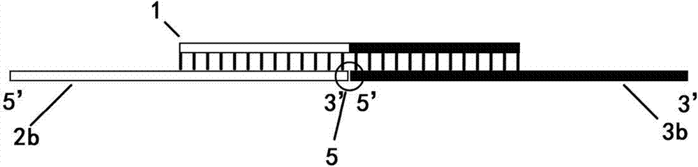 Efficient directional seamless DNA (deoxyribonucleic acid) segment connecting method