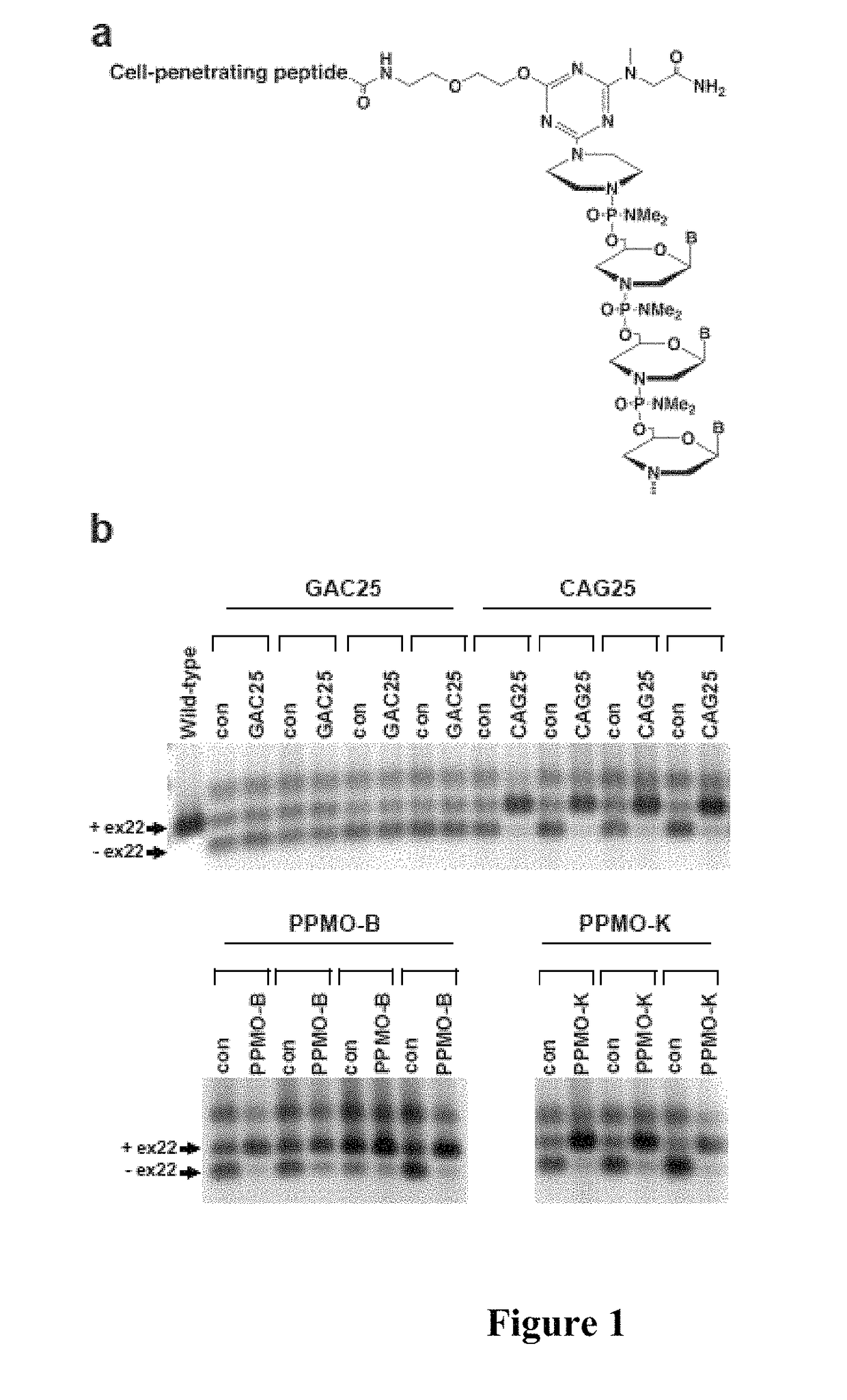 Peptide-linked morpholino antisense oligonucleotides for treatment of myotonic dystrophy