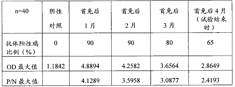 Transformant for blocking chicken myostatin effect by oral immunity and application thereof