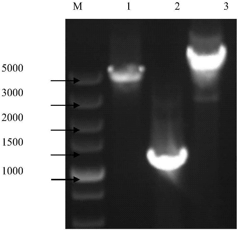 The primers and cloning method for cloning the full-length genome sequence of sweet potato feather mottle virus o strain and sweet potato virus c