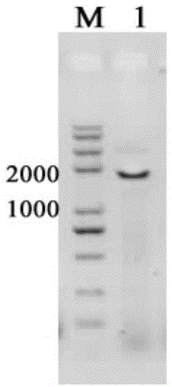 Galactokinase promoter and terminator, and application of promoter and terminator