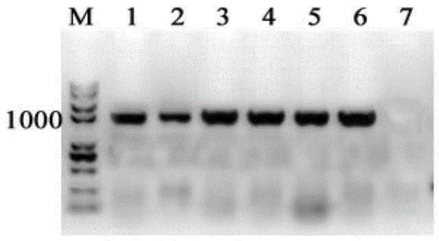 Galactokinase promoter and terminator, and application of promoter and terminator