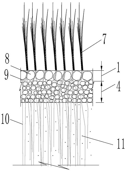 A kind of grass-planting concrete structure based on herbaceous root system structure and its preparation method