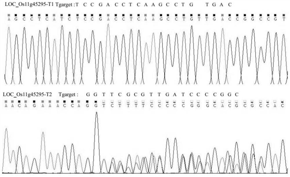 Rice retrotransposon gene loc_os11g45295 and its encoded protein and application