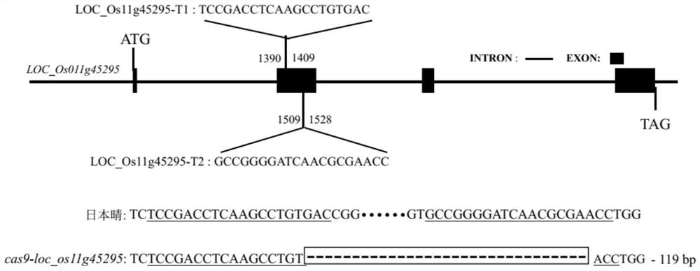 Rice retrotransposon gene loc_os11g45295 and its encoded protein and application