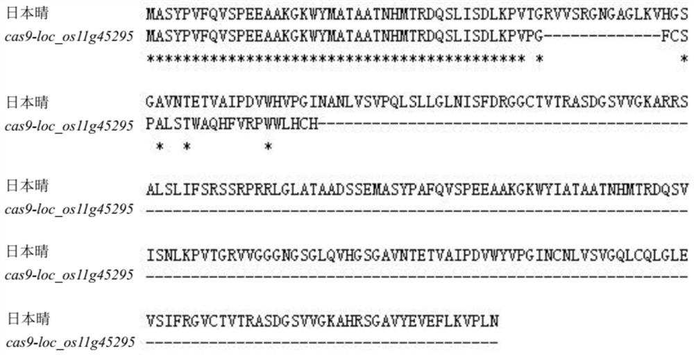 Rice retrotransposon gene loc_os11g45295 and its encoded protein and application