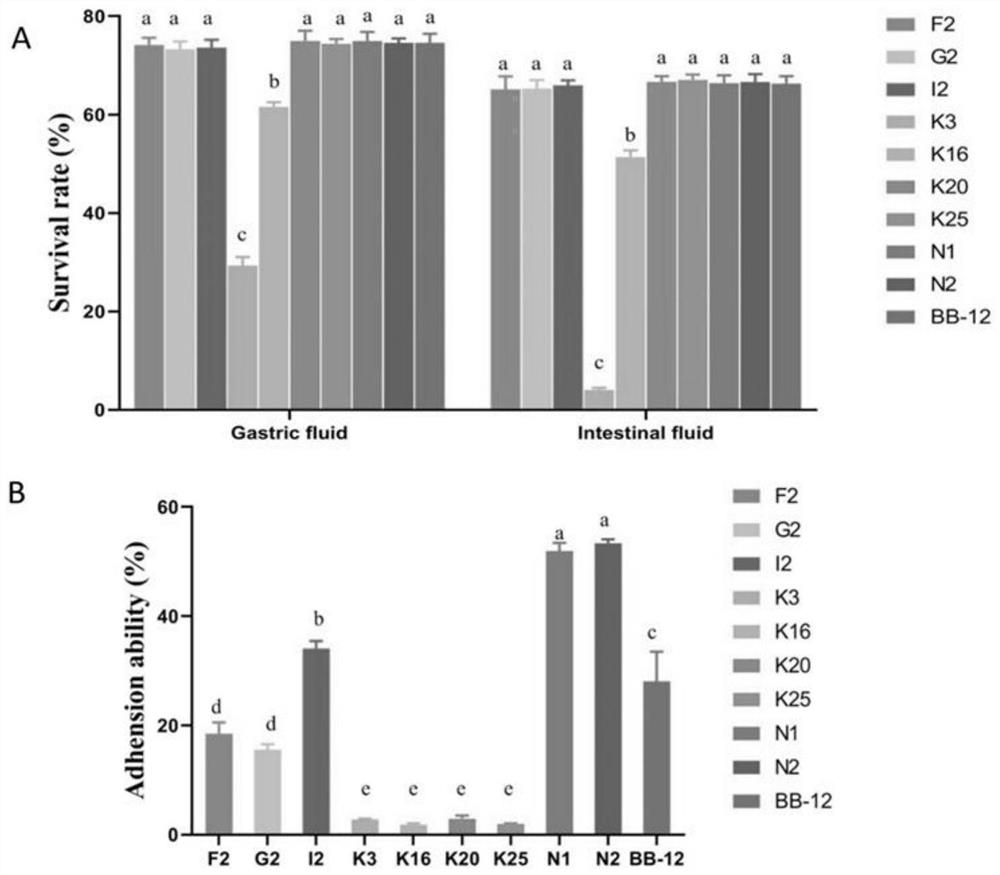 A kind of bifidobacteria that can relieve colitis and its application