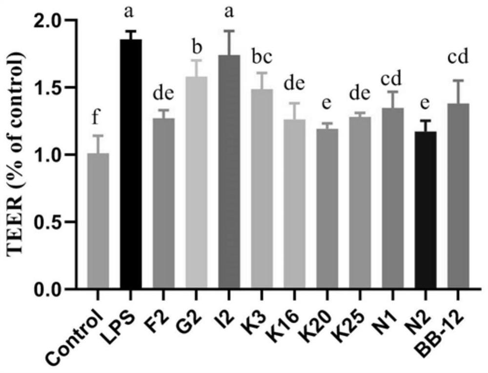 A kind of bifidobacteria that can relieve colitis and its application