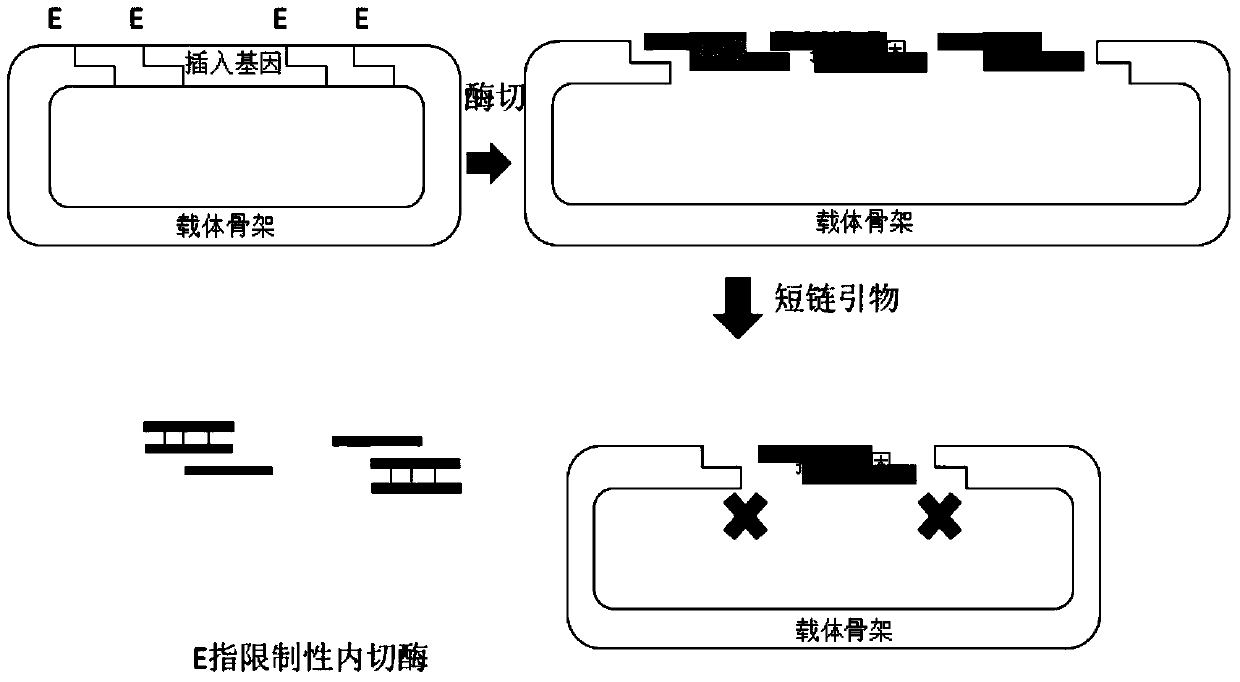 A method for improving dna cloning and assembly efficiency by using short-chain primer suppression