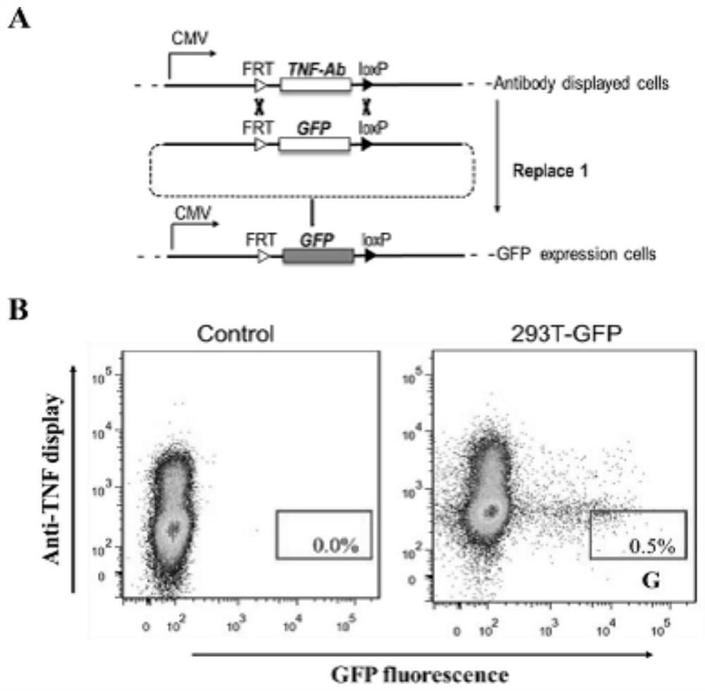 Construction method for single copy cell strain of stably and highly expressed protein and application of single copy cell strain