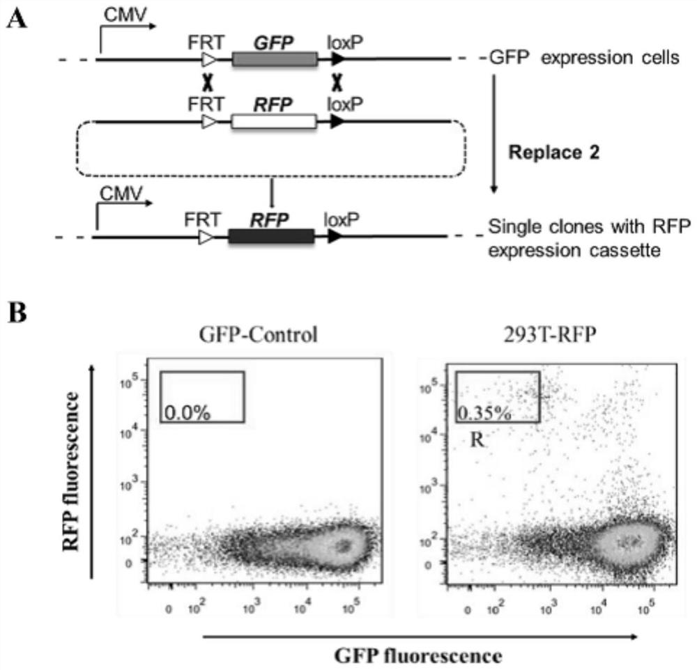 Construction method for single copy cell strain of stably and highly expressed protein and application of single copy cell strain