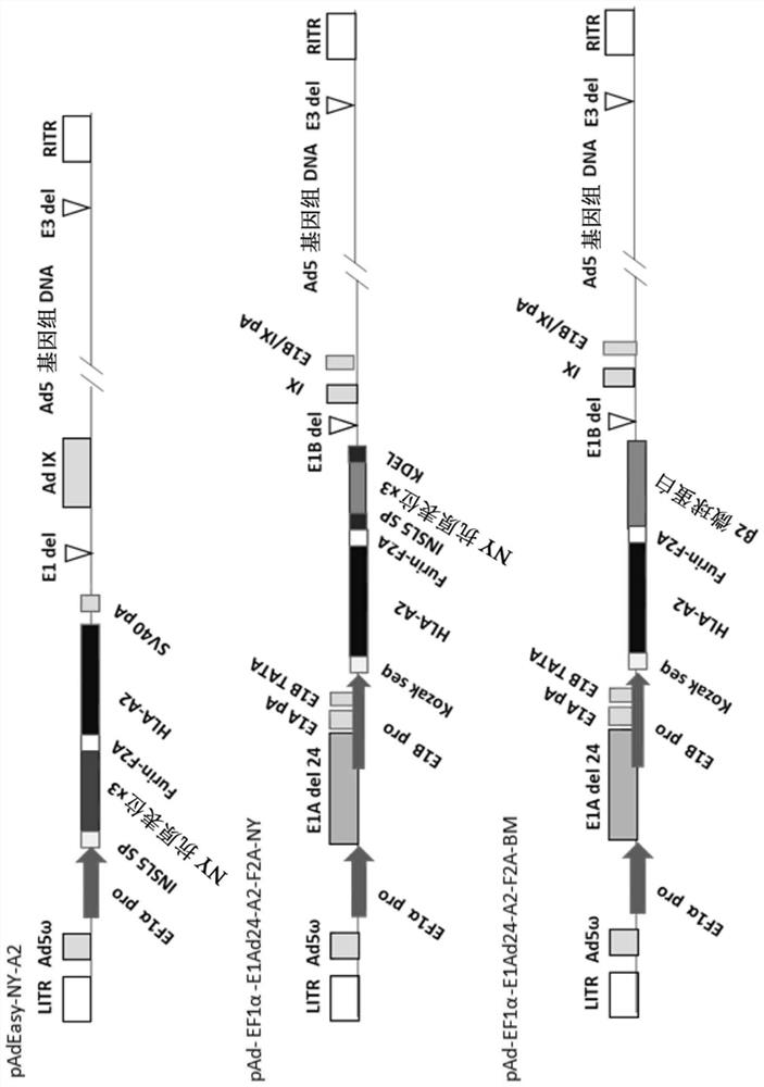 Isolated oncolytic adenoviruses capable of expressing exogenous genes, vectors, therapeutic agents and uses thereof