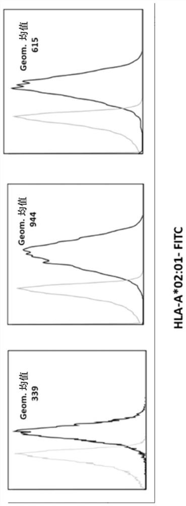 Isolated oncolytic adenoviruses capable of expressing exogenous genes, vectors, therapeutic agents and uses thereof