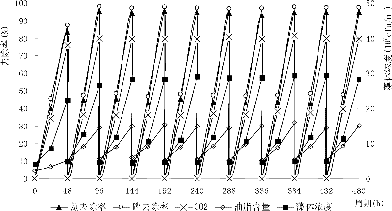 High-density culture process of autotrophic oil-producing microalgae