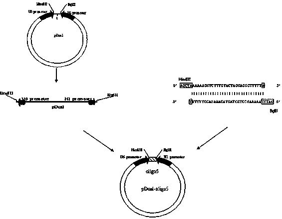 A kind of siRNA and liposome preparation thereof against hbx