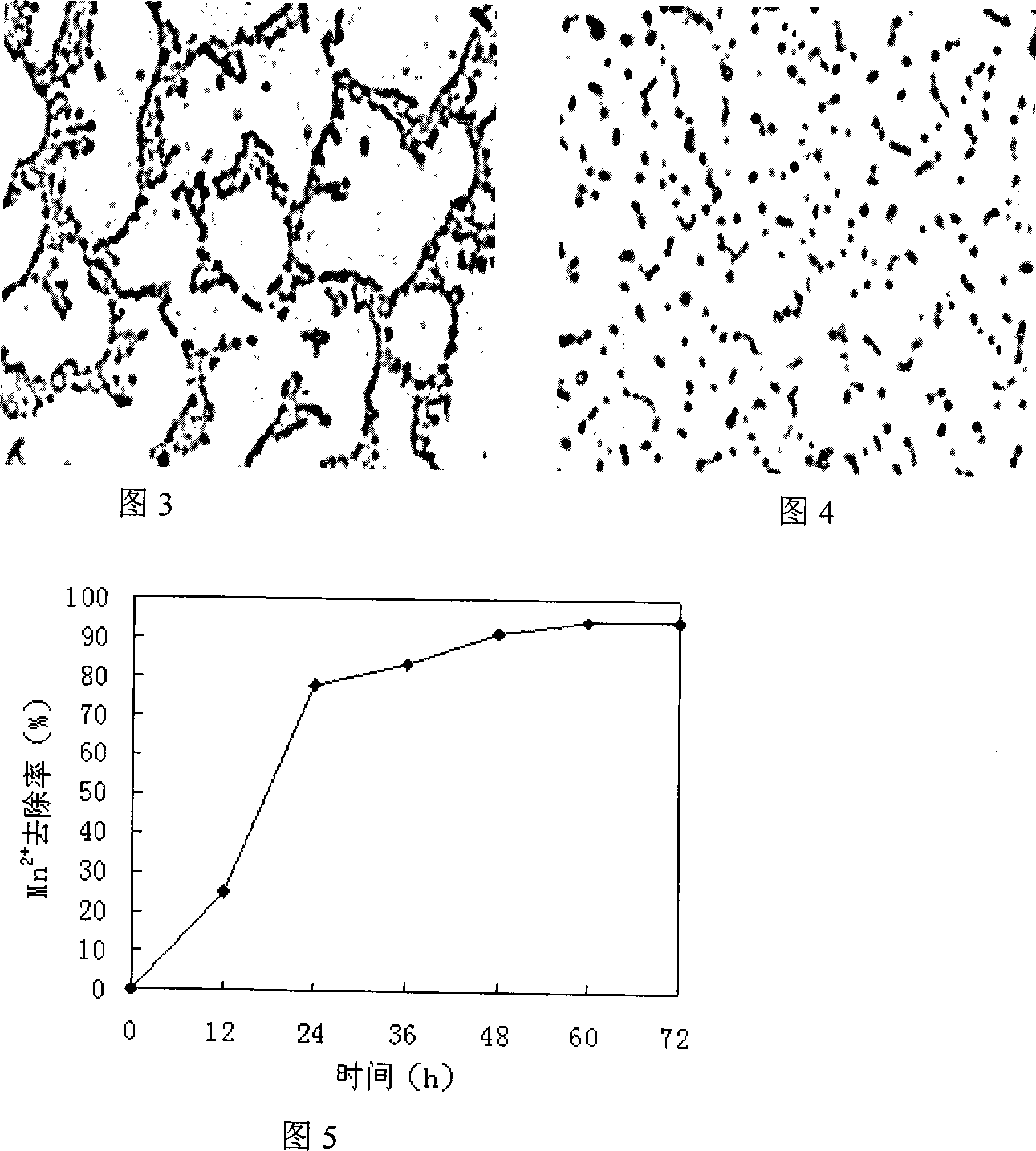 Biological deferrization demanganization functional bacterium