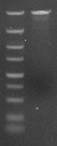 Bacillus licheniformis for enhancing ppc expression, and preparation method and application thereof